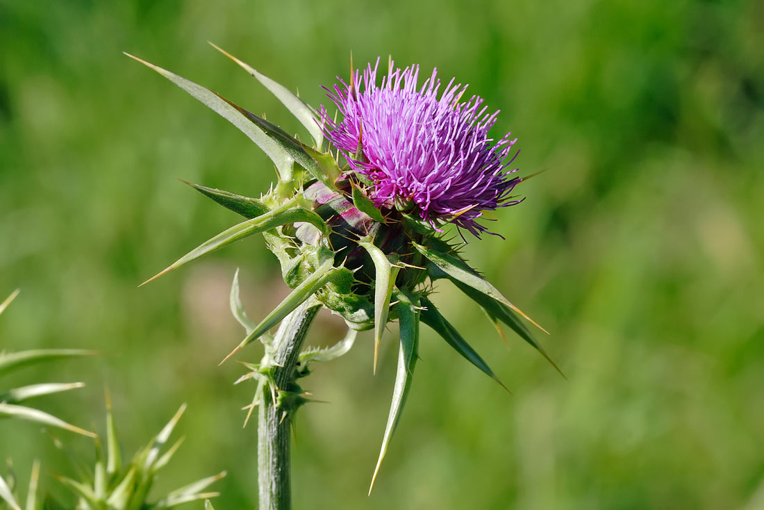 The Anti-Aging Properties of Silymarin