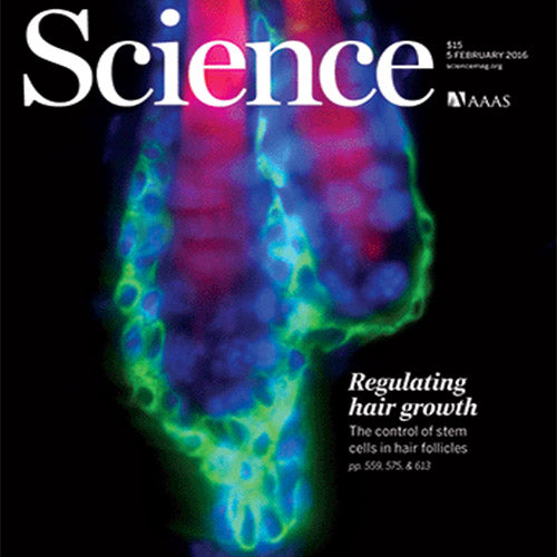 Researchers Link Age-Related Hair Loss to Collagen