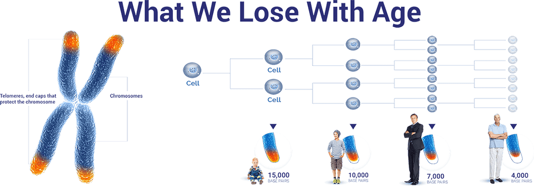 What is the Consequence of Having Short Telomeres?